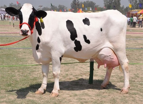 HF Cross Cow
