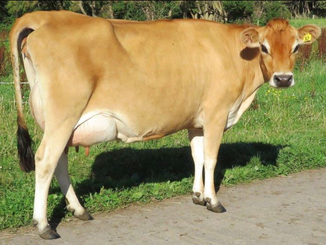 Jersey Cow